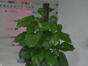 新店开张、公司乔迁首选！林木花篮绿植租赁，全市包邮服务