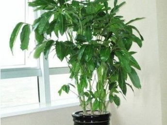 天津植物销售、租赁与养护 一站式鲜花绿植服务全解析