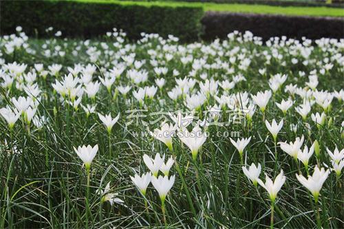 葱兰的魅力与青州市君诚花卉苗木的优质供应