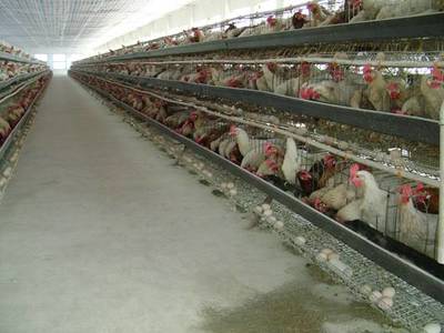 宿松县 老兵尹敏的“粪”斗记与家禽加工之路