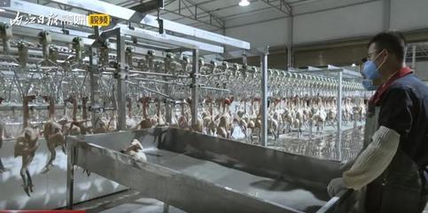 新鲜直达餐桌 内江主城区每日投放官方监制白条家禽