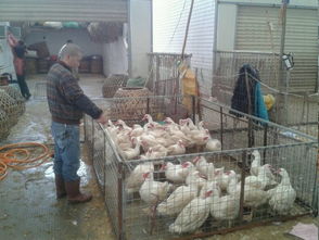 福州海峡农副产品物流中心家禽批发市场 构建高效、安全的家禽加工产业链