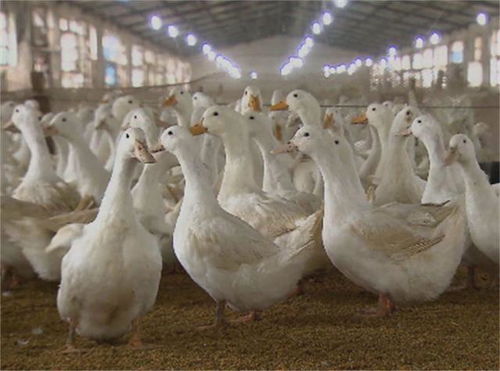 活鸭百元，烤鸭二十 街头烤鸭的价格密码与行业真相