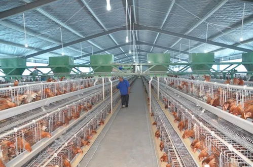 三部委联合发力，加速家禽养殖业复工复产保障市场供应