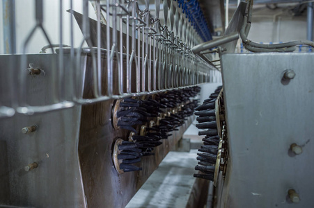 美丽的家禽加工厂 现代食品工业中的效率与美学融合