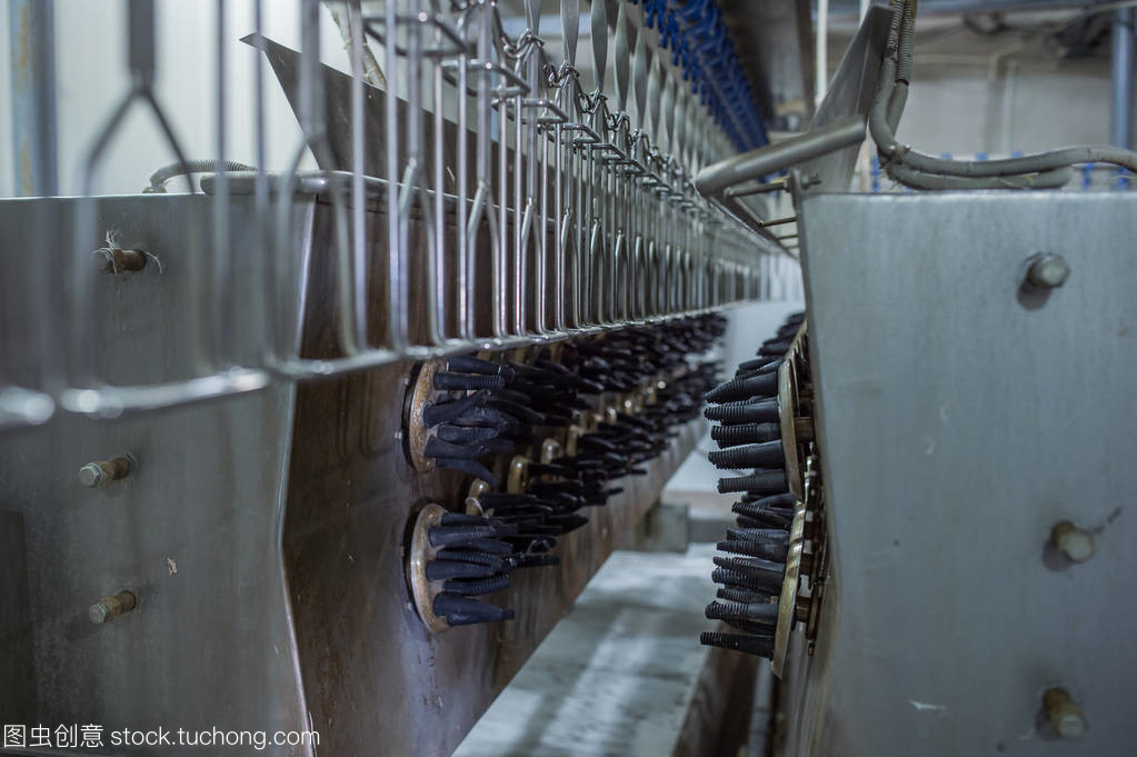 美丽的家禽加工厂 现代化生产与人文关怀的交汇