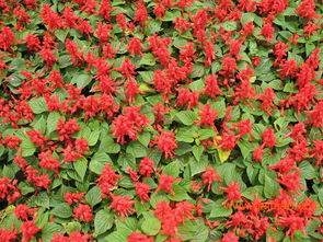 山东精品一串红推荐 优质品种、生产厂家与价格指南