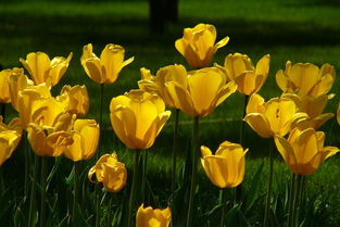 花卉精品专辑 第3页 二不愣与家禽加工的意外联想