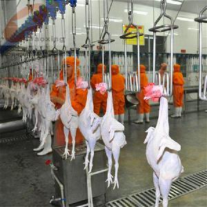 诸城乌鸡屠宰流水线 高效规范的家禽加工解决方案