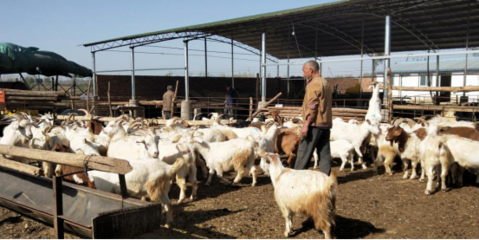 脱贫攻坚路上的巾帼书记 家禽加工产业点亮致富路