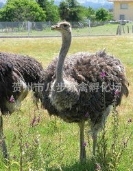 贺州市八步家禽孵化场其他禽类产品及家禽加工服务