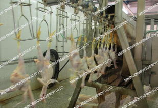 家禽屠宰与加工设备的现代化发展与应用